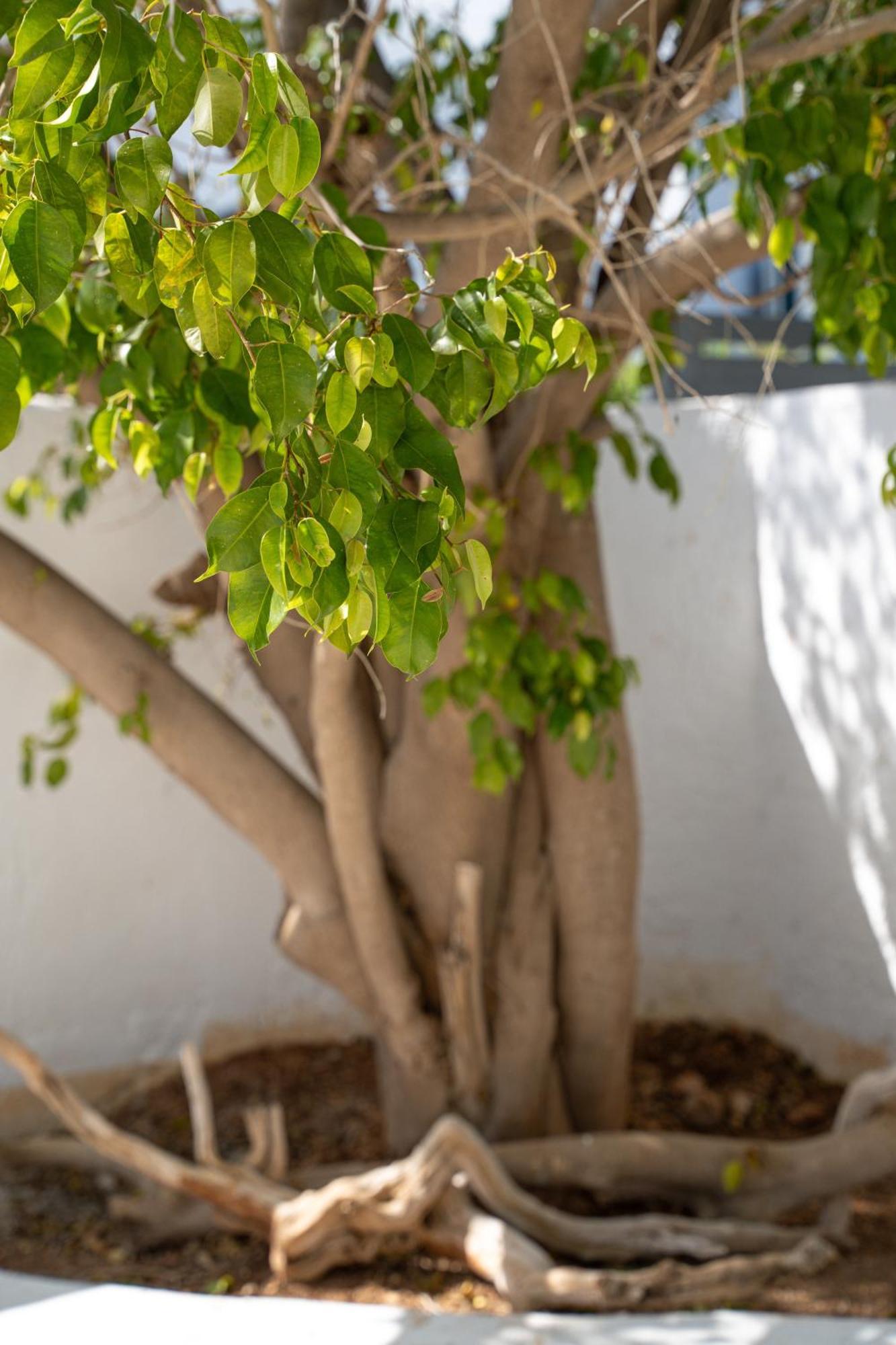 Apollonas & Sibylla Villa Chorio  Ngoại thất bức ảnh